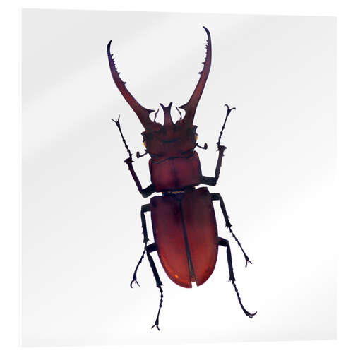 Akrylglastavla Beetle