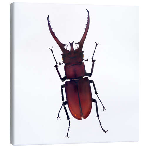 Quadro em tela Beetle