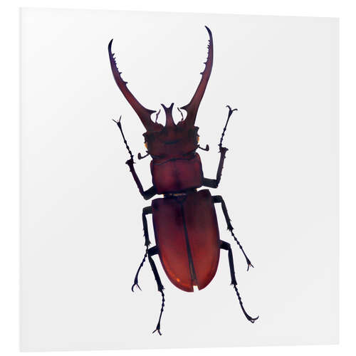 PVC-taulu Beetle