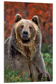 Gallery print grizzly bear