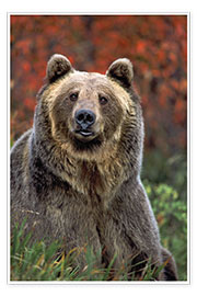 Poster grizzly bear