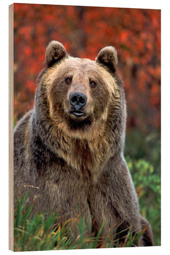 Trebilde grizzly bear