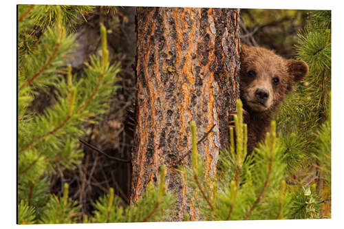 Cuadro de aluminio Oso Grizzly detrás de un árbol