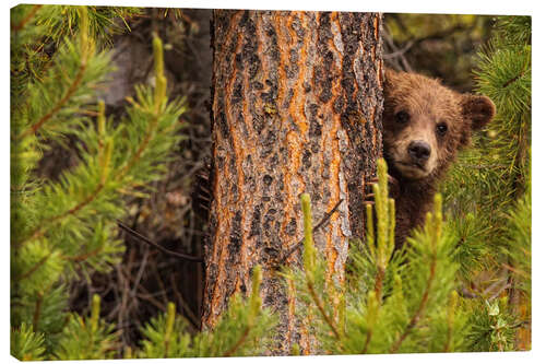 Leinwandbild Grizzlybär hinter einem Baum