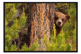 Gerahmter Kunstdruck Grizzlybär hinter einem Baum
