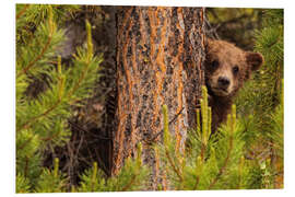 Stampa su PVC Grizzly bear behind a tree