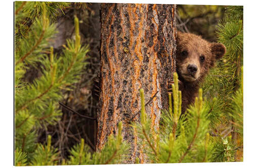 Gallery print Grizzly bear behind a tree