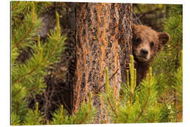 Gallery Print Grizzlybär hinter einem Baum