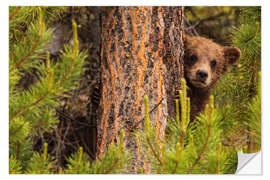 Vinilo para la pared Oso Grizzly detrás de un árbol