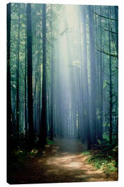 Canvas print Misty path through the woods