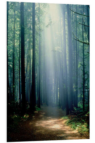 Foam board print Misty path through the woods