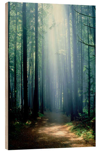 Trebilde Misty path through the woods