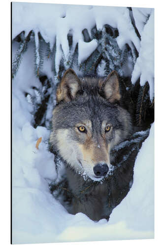 Aluminium print Gray Wolf in Winter