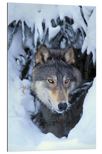 Galleriataulu Gray Wolf in Winter