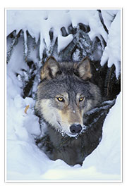 Poster Gray Wolf in Winter