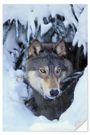 Wandsticker Grauwolf im Winter