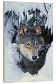 Trebilde Gray Wolf in Winter