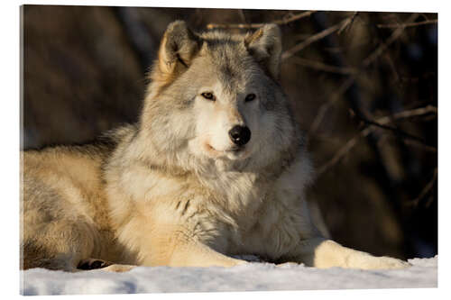 Acrylic print Grey Wolf in Quebec