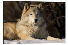 Aluminiumtavla Grey Wolf in Quebec