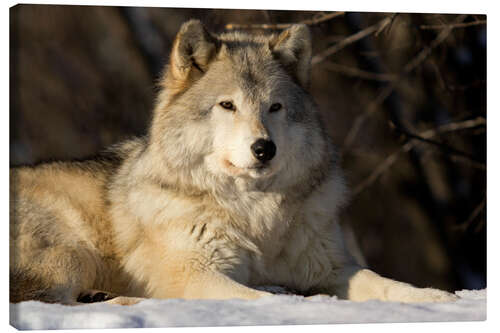 Leinwandbild Grauwolf in Quebec