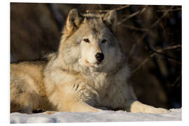 Foam board print Grey Wolf in Quebec