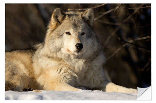 Wandsticker Grauwolf in Quebec