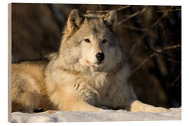 Wood print Grey Wolf in Quebec