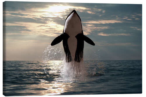 Canvas print Orca