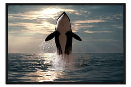 Gerahmter Kunstdruck Orka