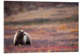 Acrylic print Grizzly in tundra