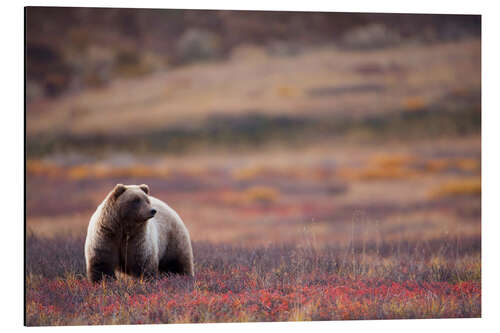 Tableau en aluminium Grizzly dans la toundra