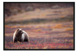 Gerahmter Kunstdruck Grizzly in der Tundra
