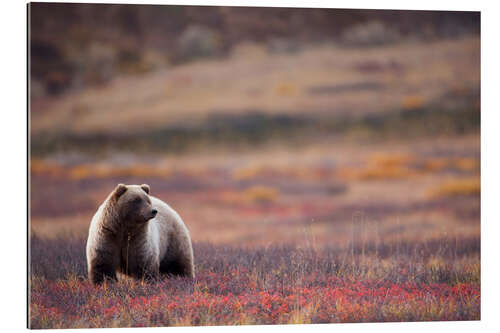 Galleriprint Grizzly in tundra