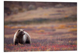Magnettafel Grizzly in der Tundra