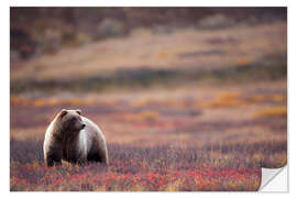 Selvklæbende plakat Grizzly in tundra