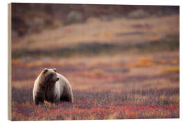 Wood print Grizzly in tundra