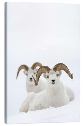 Canvas print Two sheep in the snow