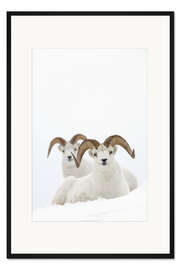 Gerahmter Kunstdruck Zwei Schafe im Schnee