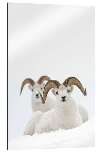 Gallery print Two sheep in the snow