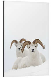 Magnettafel Zwei Schafe im Schnee