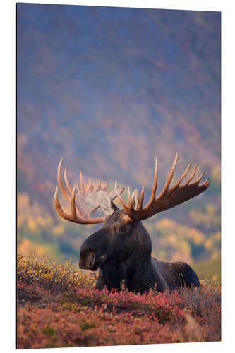 Aluminium print Moose bull in a pasture