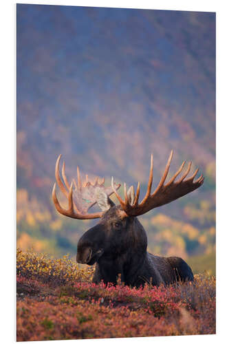 Foam board print Moose bull in a pasture