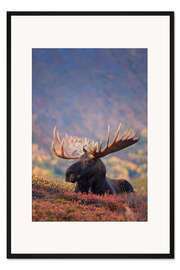 Gerahmter Kunstdruck Elchbulle auf einer Weide
