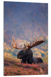 Gallery print Moose bull in a pasture