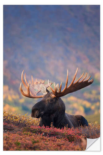 Naklejka na ścianę Moose bull in a pasture