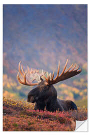 Naklejka na ścianę Moose bull in a pasture