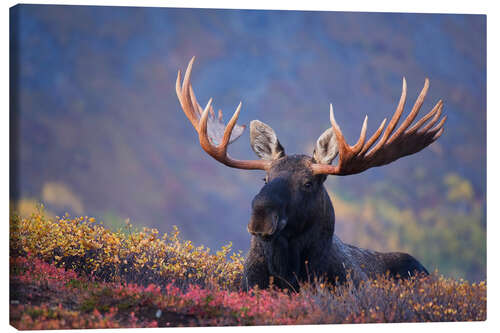 Canvastavla Bull Moose in Alaska