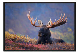 Gerahmter Kunstdruck Elchbulle in Alaska