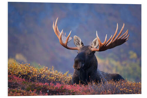 Foam board print Bull Moose in Alaska