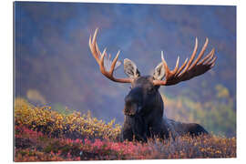 Gallery print Bull Moose in Alaska